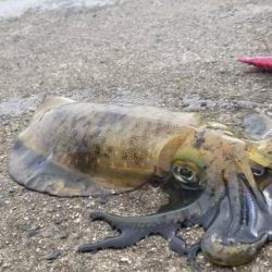 一気に寒さが、強くなりました。