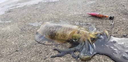 一気に寒さが、強くなりました。