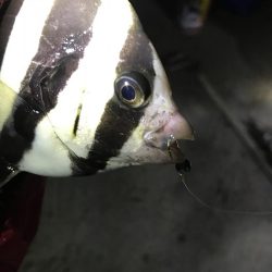 タチウオの数釣りも終わりか？