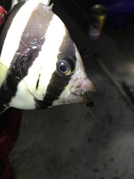 タチウオの数釣りも終わりか？