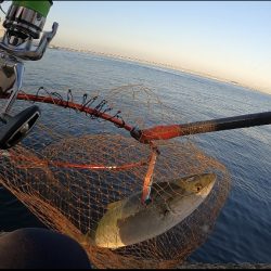 場所ムラあり青物好調