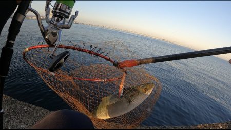 場所ムラあり青物好調