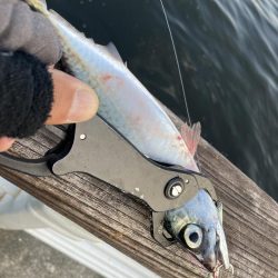 30分だけの鯖無限城。ボラすらな魚っ気無さ。。