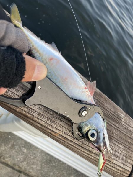 30分だけの鯖無限城。ボラすらな魚っ気無さ。。