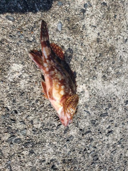 台風がこなかったので