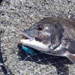 夕方の短時間釣行です。