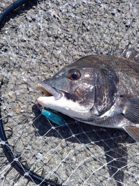 夕方の短時間釣行です。