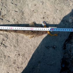 初マゴチ 釣れました