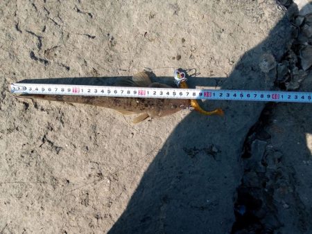 初マゴチ 釣れました