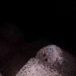 タチウオやっと接岸中