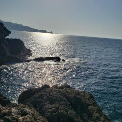 青モンは留守でした