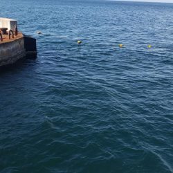マハタとコウイカが釣れました❗