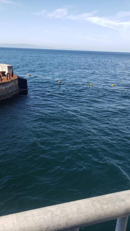 マハタとコウイカが釣れました❗
