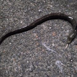 今日は不発rルアー