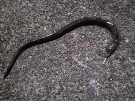 今日は不発rルアー