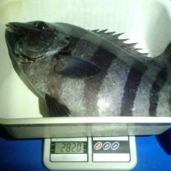 石鯛(中型)(小型)