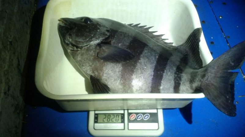 石鯛(中型)(小型)