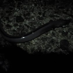 いざ、小浦一文字