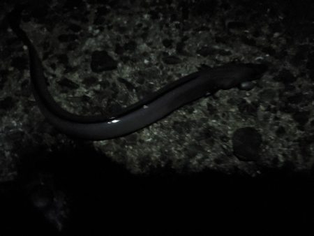 いざ、小浦一文字