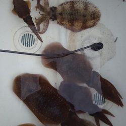 久しぶりのボートエギング