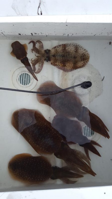 久しぶりのボートエギング