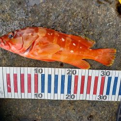 沖ノ島遠征part2