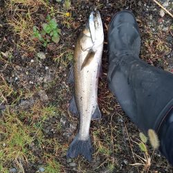 雨の直後でいい濁りでした