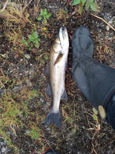 雨の直後でいい濁りでした