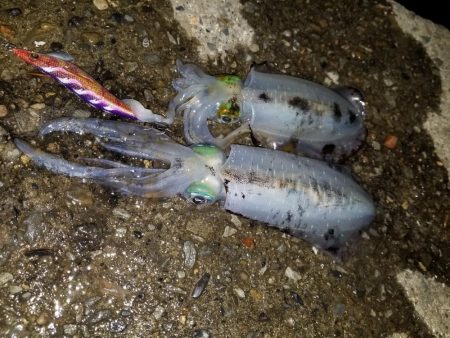 久しぶりのナイトエギング(^^)v