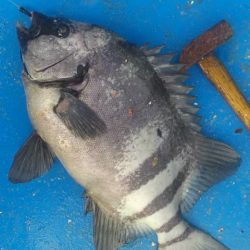 石鯛(中型)(小型)外道メジロ