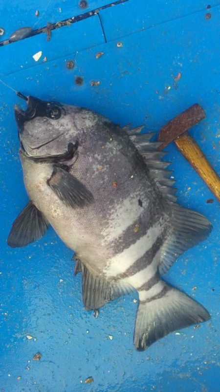 石鯛(中型)(小型)外道メジロ