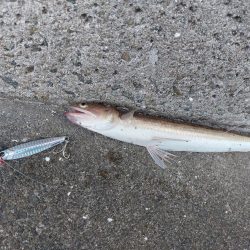 プチsalt water game