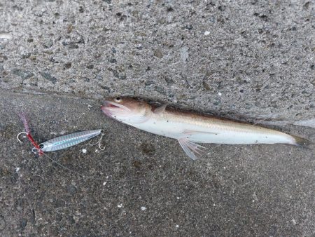 プチsalt water game