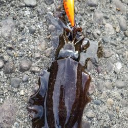 まだ秋の数釣り(^^)