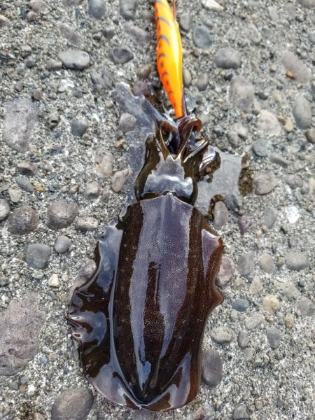 まだ秋の数釣り(^^)