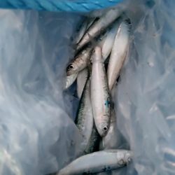 久々のサビキ釣り