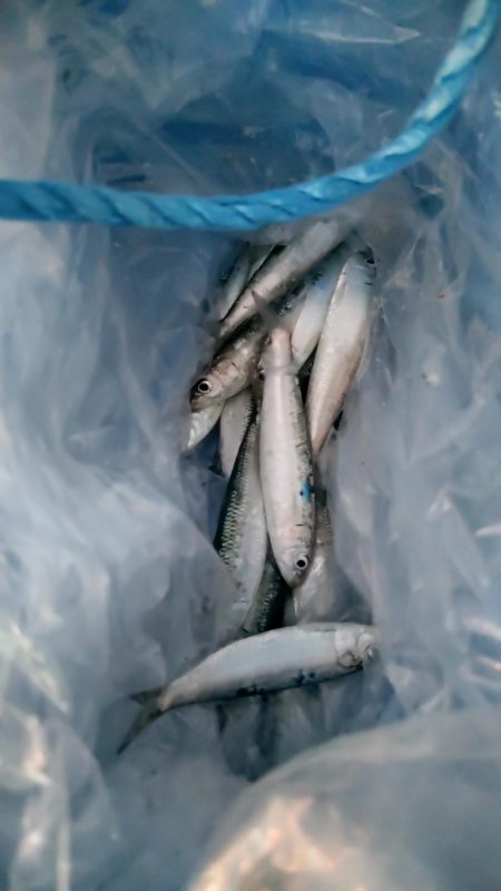 久々のサビキ釣り