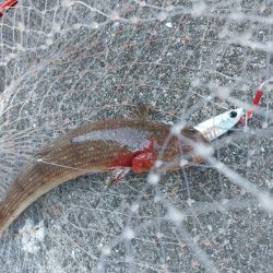 プチSalt water Game