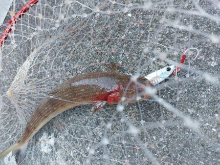 プチSalt water Game