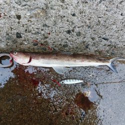 プチsalt water game