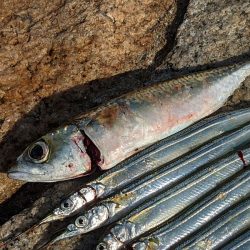 淀川でサヨリ釣り