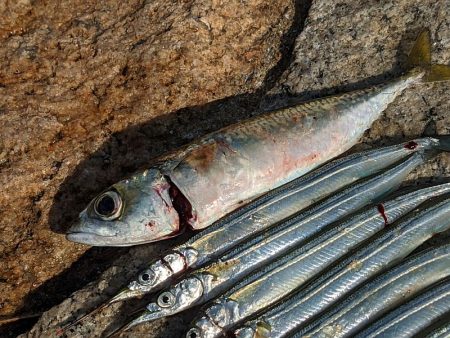 淀川でサヨリ釣り