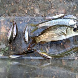 サプライズゲスト登場