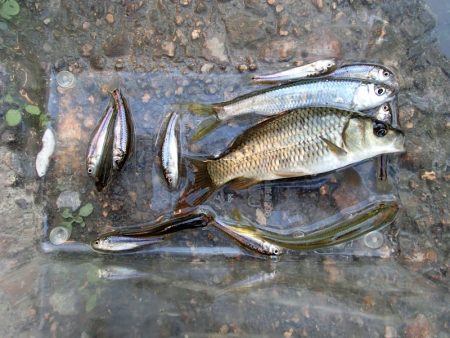 サプライズゲスト登場