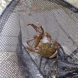 サプライズゲスト 再来