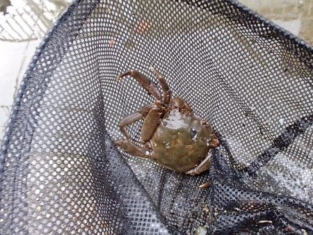 サプライズゲスト 再来