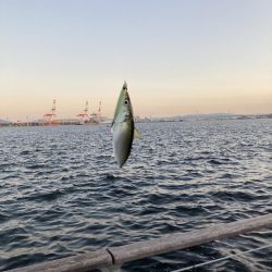 鯖が控え目な大潮最終日の朝。。。