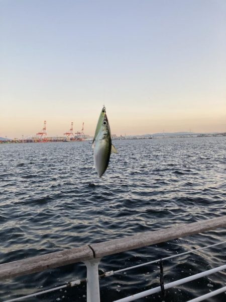鯖が控え目な大潮最終日の朝。。。