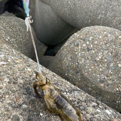 ポツポツとアオリイカとケンサキイカ4杯(^。^)