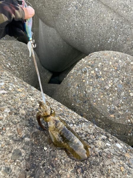 ポツポツとアオリイカとケンサキイカ4杯(^。^)